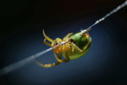 photographie-insectes-isére